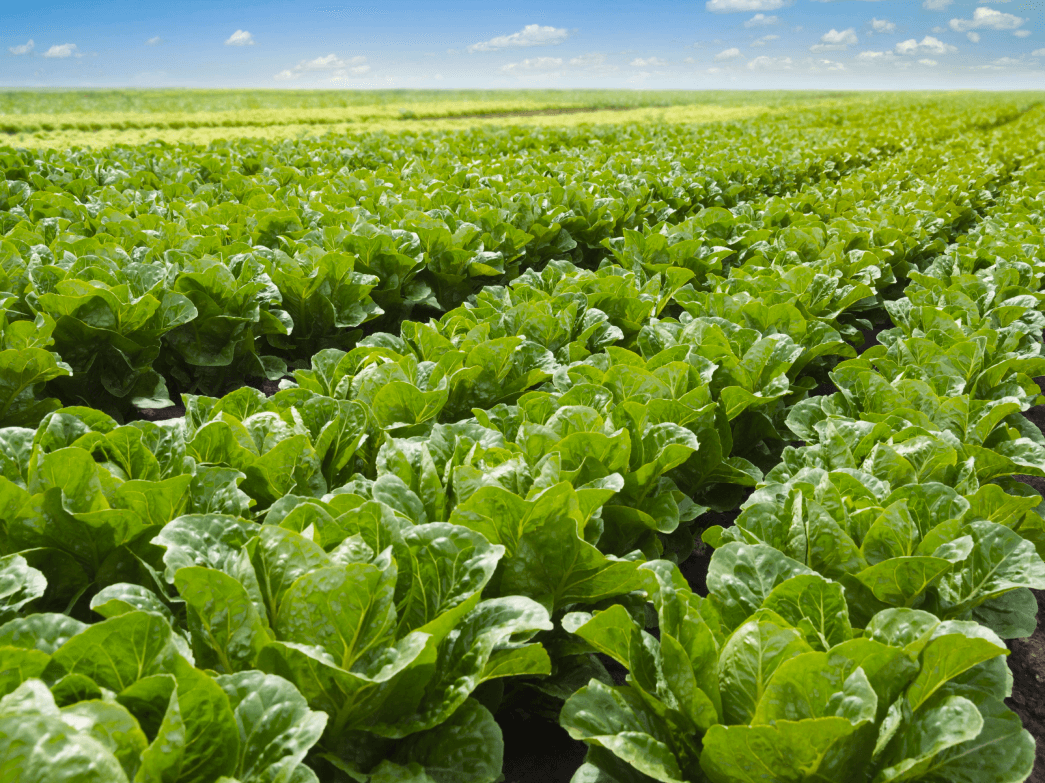 Emerging Concern Escalating Lettuce Recalls